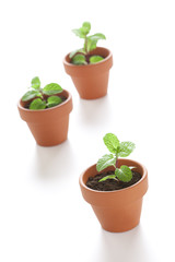 スペアミントの新芽