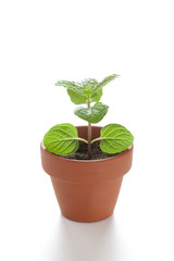 スペアミントの新芽