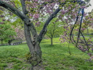 Prunus serrulata or Japanese Cherry