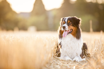 Hund liegt in einem Feld aus Stroh auf dem Boden und guckt zur Seite