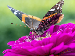 Painted Lady butterfly