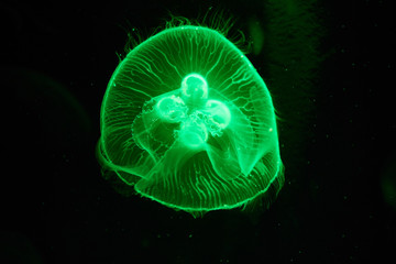 Illuminate jellyfish. Medusa in aquarium.