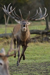 Big and beautiful red deer during the deer rut in the nature habitat in Czech Republic, european wildlife, wild europa, deer rut, Cervus elaphus.