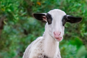 Sheep portrait. Curious happy sheep grazing on a green grassy lawn. Portrait of funny sheep on background of green grass on the sheep farm.