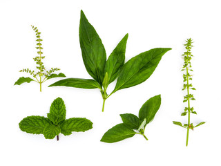 green herbal on white background, thyme, basil, mint.
