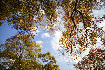 Obraz premium fall season with beautiful maple color at Nara Park, Japan