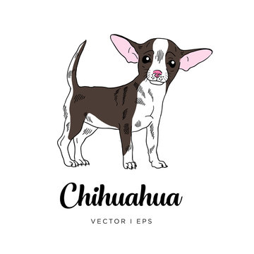 Vector editable colorful image depicting a cute chihuahua puppy dog. Isolated on a white background. 