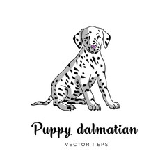 Vector editable colorful image depicting a cute dalmatian puppy dog. Isolated on a white background.