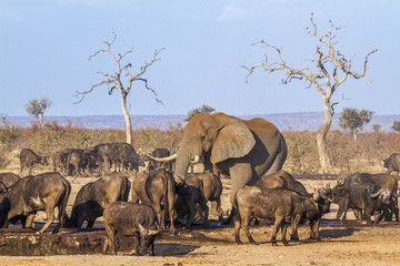 African bush and elephant and african buffalo in Kruger National park, South Africa