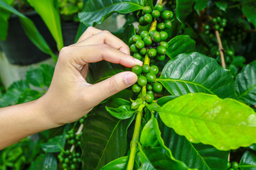The woman hand is harvesting the coffee beans, Picking coffee bean from coffee tree