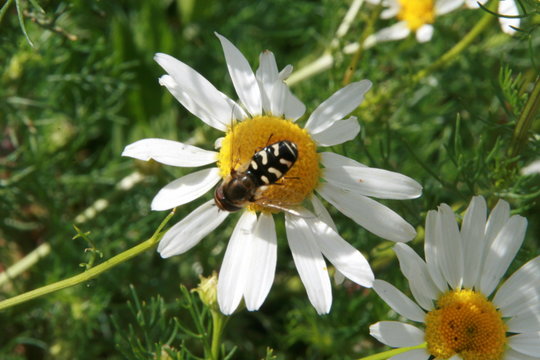 Margarithe Bilder Durchsuchen 53 Archivfotos, und