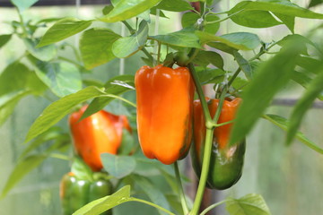 Growing Pepper in a Greenhouse.
