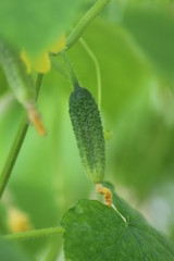 Growing cucumbers in a Greenhouse.
