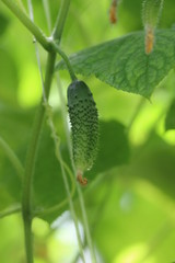 Growing cucumbers in a Greenhouse.
