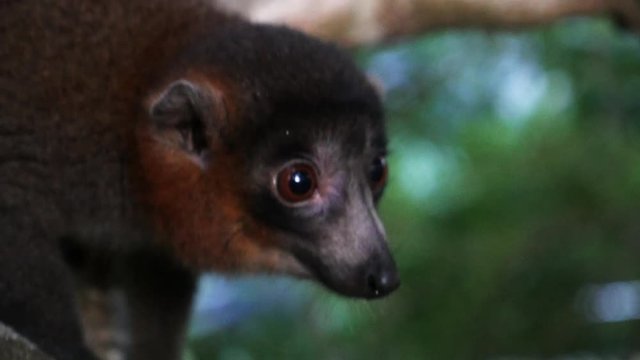 Close up, mongoose lemur on tree branch