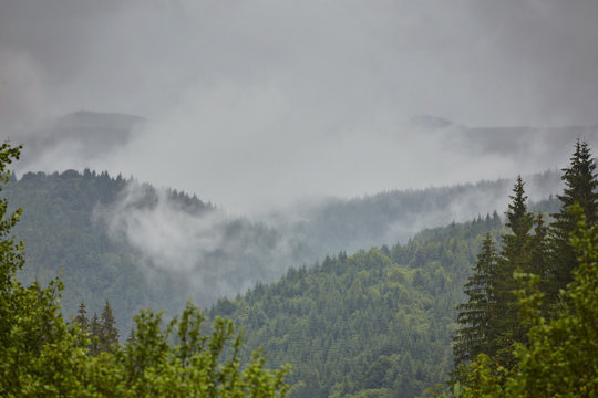 Fototapeta Forest in the mountains