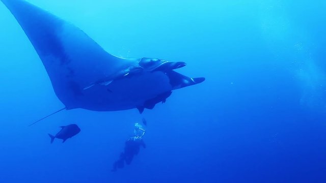 Diver photographs manta ray in open ocean, POV