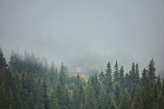 Fototapeta Forest in the mountains