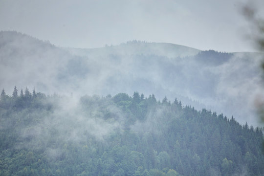Fototapeta Forest in the mountains