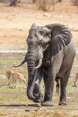 Fototapeta na wymiar African bush elephant in Kruger National park, South Africa