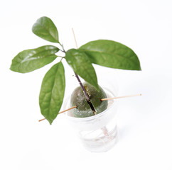 Growing an avocado plant from a pit