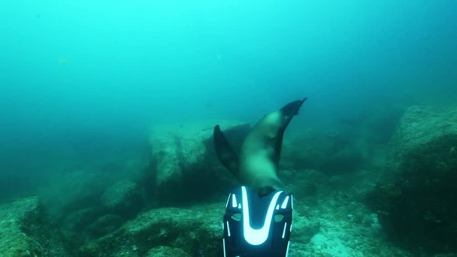 POV Sea Lion bites scuba diver flipper