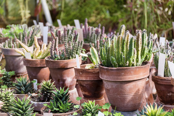 Different various cacti in pots