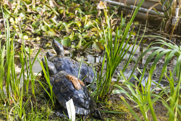 turtles in a swamp