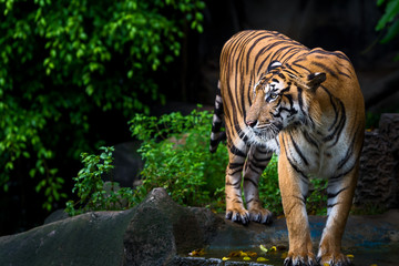 Obraz premium Close up tiger.