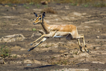 Common Impala in Kruger National park, South Africa