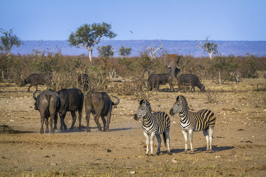 Fototapeta Plains zebra in Kruger National park, South Africa