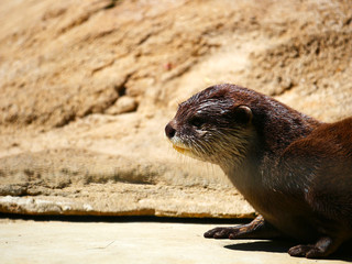 Loutre