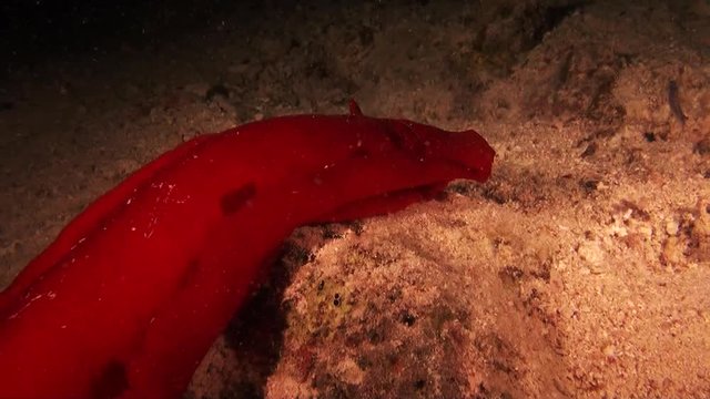 POV, Spanish dancer sea slug in Red Sea