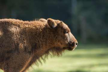A wisent out in the meadow © sandradombrovsky
