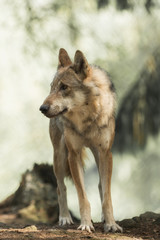 A wolf stands and observes