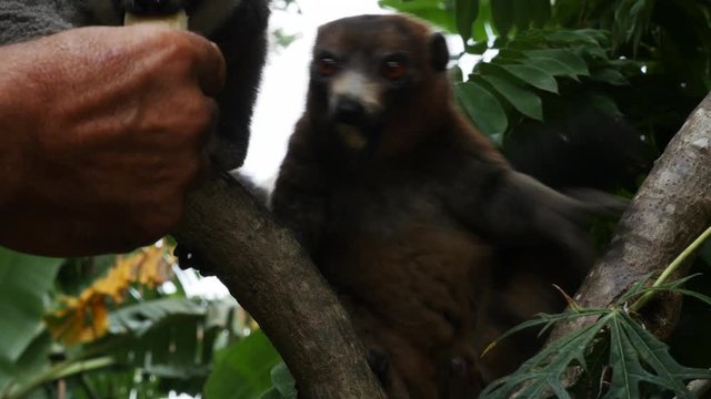 Person feeds lemurs on tree branch, Comoros