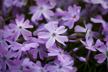 Fototapeta na wymiar Blue Violet Flowers Phlox Growing In Spring Garden Top View.