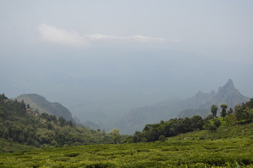 Fototapeta premium Kodanad view, Kotagiri Tamilnadu India