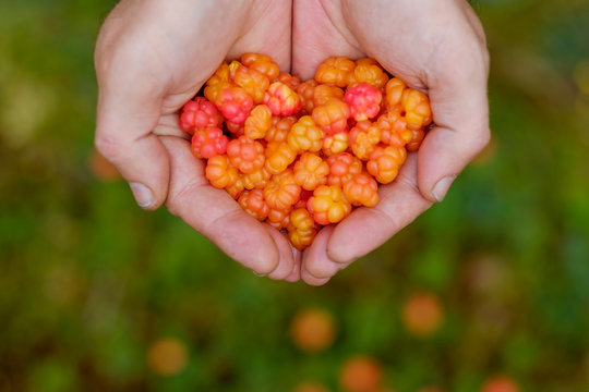 Cloudberry grow in the forest in Russia