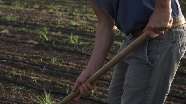 Farmer removes weeds by hoe in corn field with young growth at organick eco farm