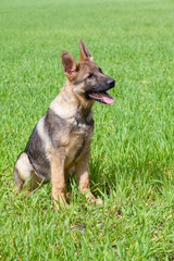 German shepherd`s puppy