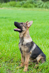 German shepherd`s puppy