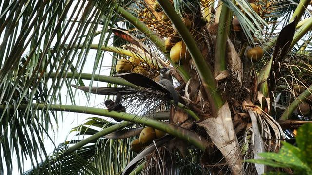 Group of mongoose lemurs sitting on trees, low angle