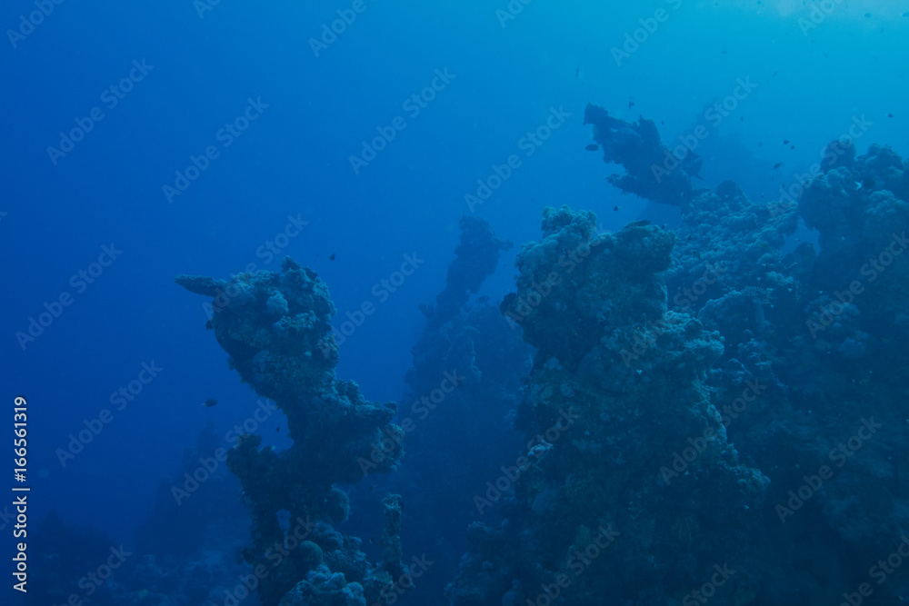Canvas Prints dark misty underwater environment with dead reefs