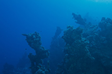 Fototapeta premium Dark misty underwater environment with dead reefs