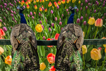 A pair of beautiful peacocks on a floral background of tulips