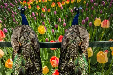 Papier Peint photo autocollant Paon A pair of beautiful peacocks on a floral background of tulips