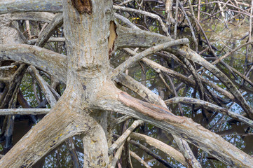 Mangrove forest at Pranburi Forest National Park, Prachuap Khiri Khan, Thailand