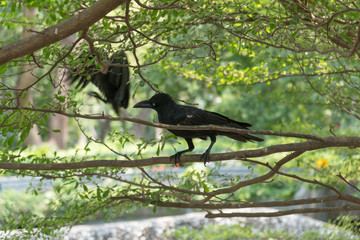 Crow on the branch