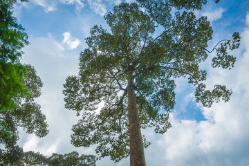 A big tree with sky